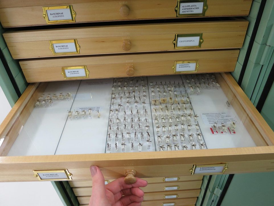 An open drawer displaying rows of pinned entomological specimens.